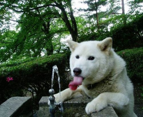 Cute Animals Aww