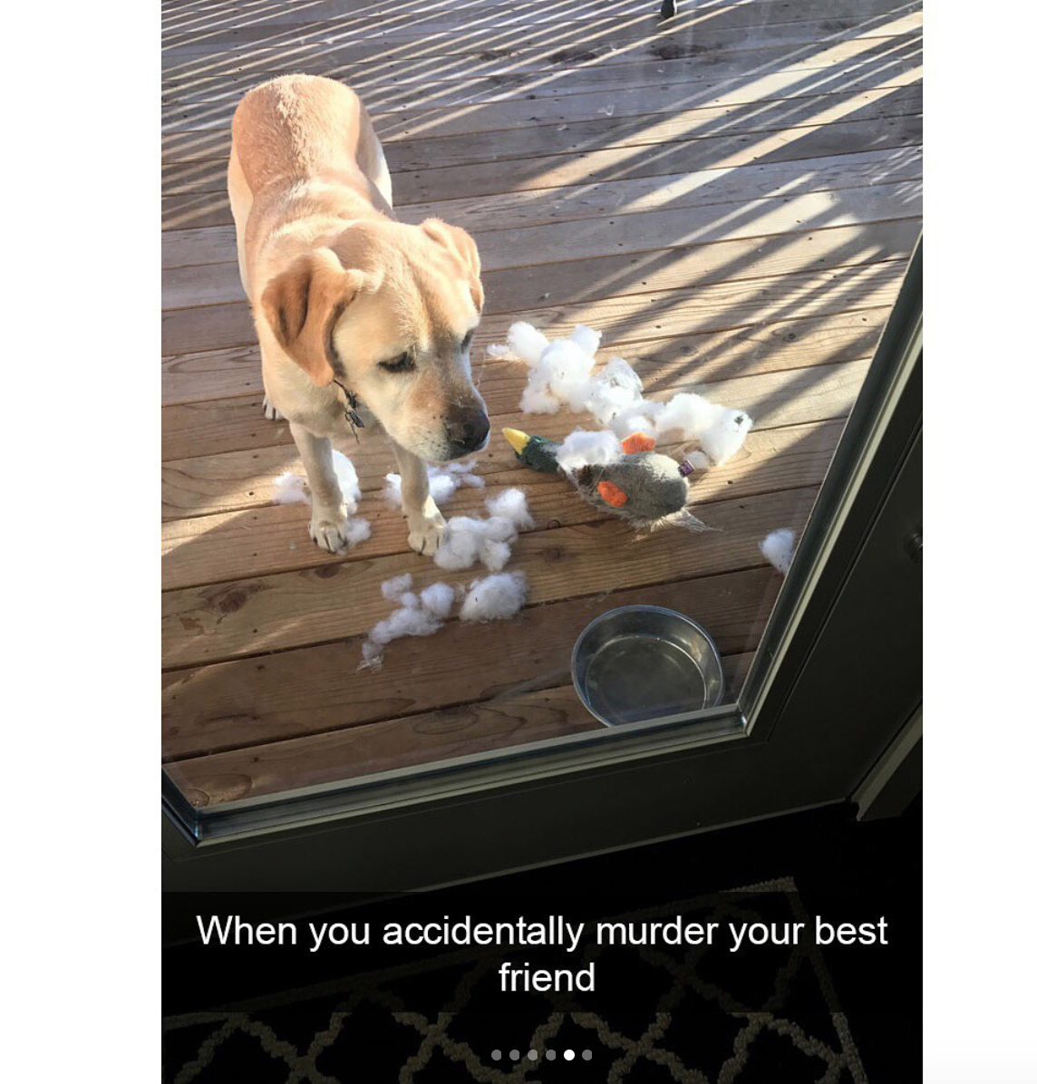 babyanimalgifs:  Animal snaps