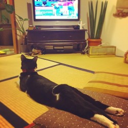 ayu-me:  hapunhapun:  ドバイからの柔道をみてる。 #cat #batman #ねこ #猫 #ネコ #ふわもこ部  いつみても素晴らしい足の伸びっぷりですね！ 