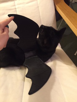 bullieo:  Look who tried on their Halloween costume! Mao can’t decide if he’s a bat or toothless from httyd. 