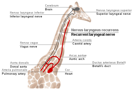 werebi-official:  rabbitlord:  hectocotyli-everywhere:  spinosaurus-the-fisher: 