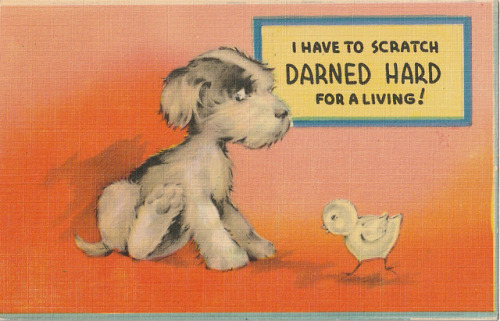  “I Have To Scratch Darned Hard For A Living!” - Postcard, c. 1930s.