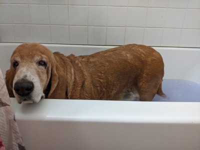 Marley was not thrilled about spa day but I’m hoping the lavender epsom salt bath will help his arthritis. I used diluted lavender shampoo and it’s done wonders for his scent and he’s calmed down quite a lot.