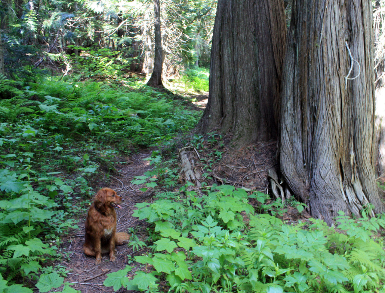 voozu:  i have such a perfect dog look at my pretty dog on all her doggy hiking trips