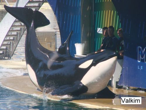 Gender: MalePod: N/APlace of Capture: Born at Marineland Antibes, FranceDate of Capture: Born Februa