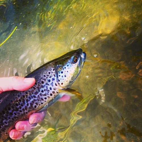 flyfishingpodcast:Tonight’s#fish#River#Fishing#FlyFishing#Trout#Flytying#Browntrout#Water#Dryfly#fli