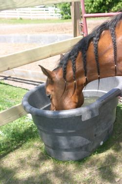 karnalesbian: terapsina:  horseskeepmesane:  She literally got a drink of water and then walked over to my boots and spit the water in them.   Was it revenge for the braids?  you can lead a horse to water. but watch out 
