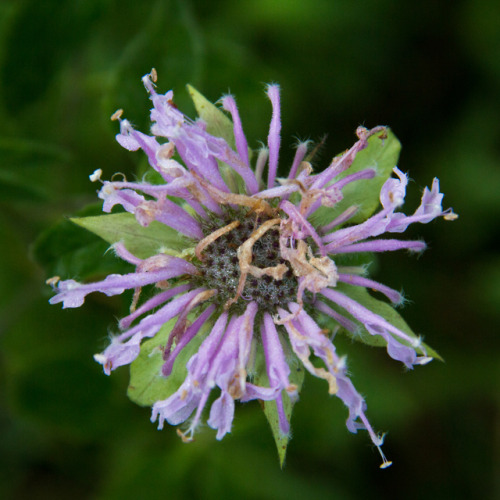 wild bergamot