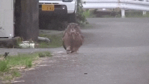 cutegirlonline:  gf: come over me: I can’t, I lost my ability to fly gf: I just found how many licks it takes to get to the center of a tootsie pop me: 