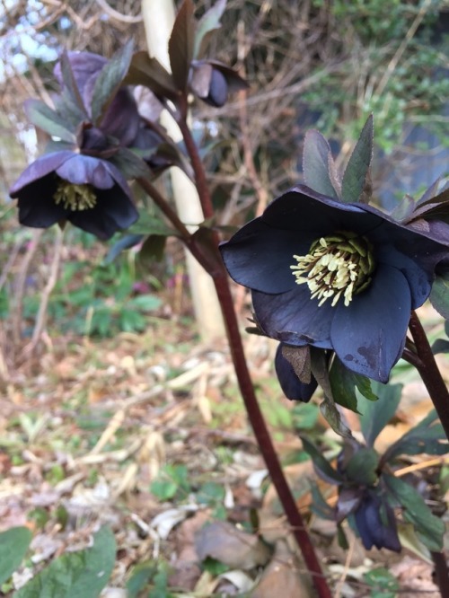 5-and-a-half-acres:Love this purple almost black hellebore.