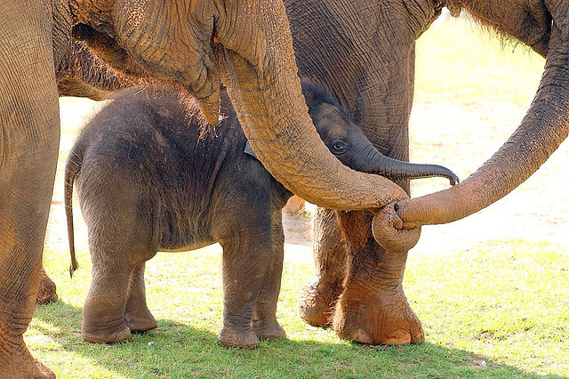 phototoartguy:  Love and affection by Today is a good day on Flickr.