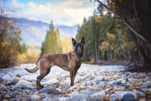 brynnecarra-photography:Autumn Onyx, before the snow fell!