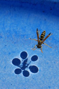 iheartchaos:  The shadow of surface tension