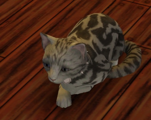 woohoo-juice-simoleons:simlish-people:So my sim’s cat got pregnant and was glitching a lot when givi