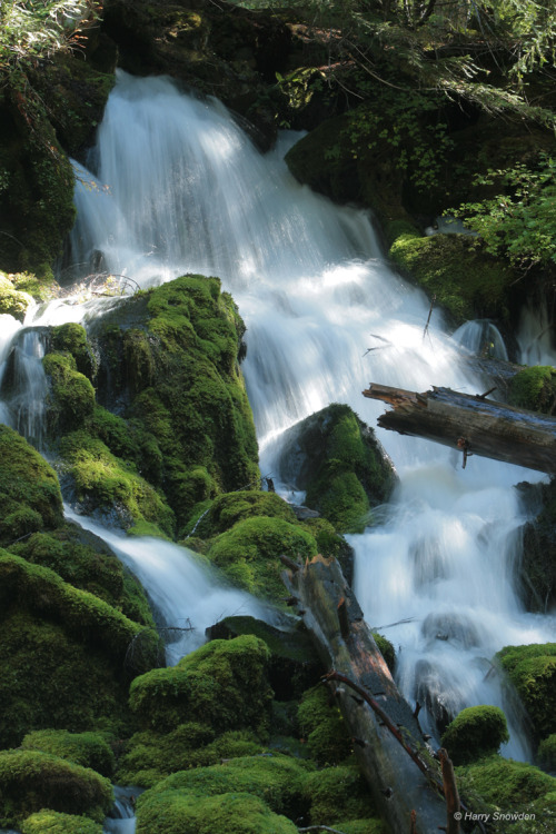 Mossy Cascades - OregonHarry Snowden