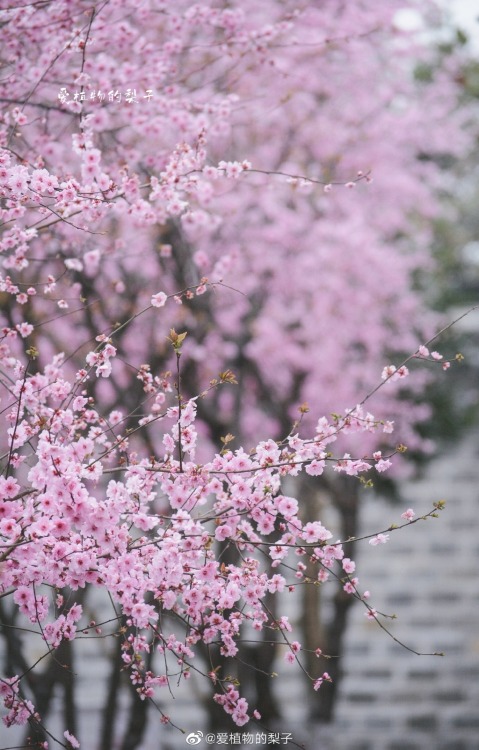 fuckyeahchinesegarden:winter blossoms in chinese garden by 爱植物的梨子