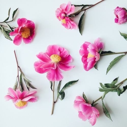 whenitallturnstodust:  peony mania | Tana Gandhi 