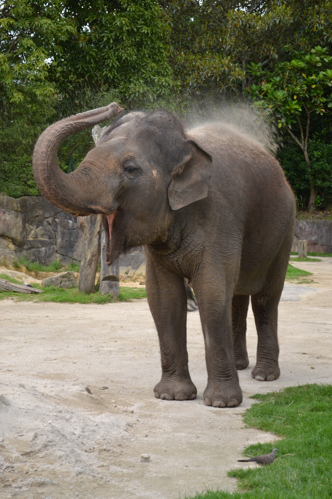 thelittletourist:  From my New Zealand trip - Auckland Zoo 