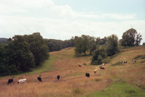 Limburg, Netherlands | July 2021 | Horseman 985 on Kodak Ektar 100