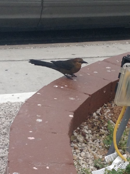 importantbirds:windy birb stop for restmundey tuedey windy every day stopp RIGHT ther ant small naps