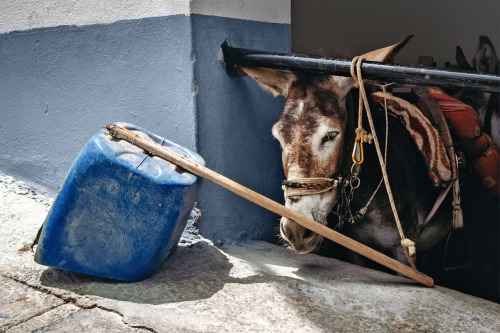 Donkey in Lindos, Rhodes - GreeceMore Greece here