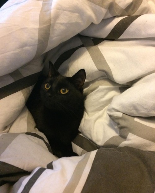 &lsquo;Build me a duvet fort, human&rsquo; #smooshyface #Freyja