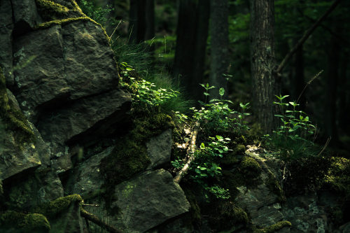 90377:   	Life on Stones / Leben auf Steinen by Järdess     