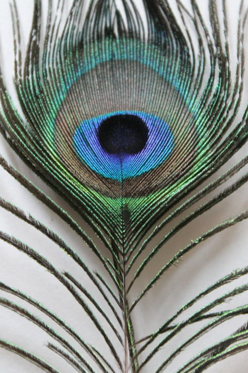 universal-wanderer:  The more I stare at this feather, the more obsessed I become with every tiny detail.  
