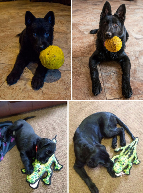 tastefullyoffensive:  Cats and Dogs Growing Up With Their Toys (photos via boredpanda)Previously: Before-and-After Photos of Dogs Growing Up   Complete n utter love for this post. Animals win, everytime.