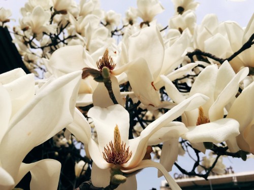 The magnolia blossoms, they are a-bloomin’. In and around Jeongdok Public Library, Bukchon Hanok Vil