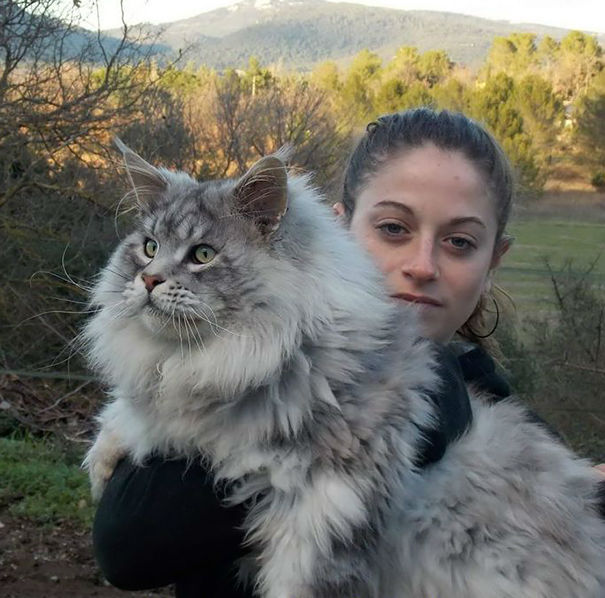 kittehkats:  My Cat Can Kick Your Dog’s Ass!   Seriously.  Amazing Maine Coon
