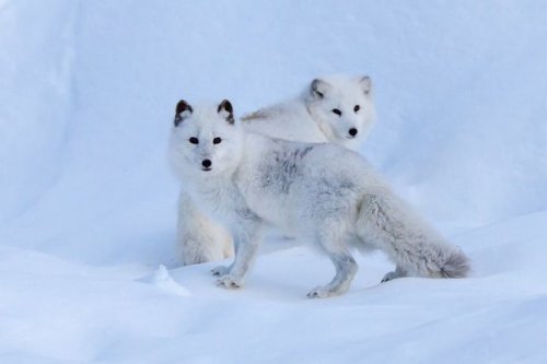 XXX thelittleredfox:  Arctic Fox Pair by Sandy photo