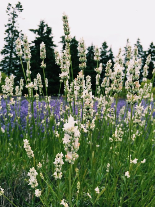 venetians:the second lavender farm had white lavender and mmmm it was so pretty and it smelled nice