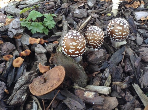 eumycota:  things found today