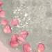 roseattte:Rose petal bath ♡