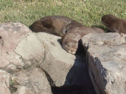little-scribblers-heart:ainawgsd:Sunbathing Otters@ricca-raccoon