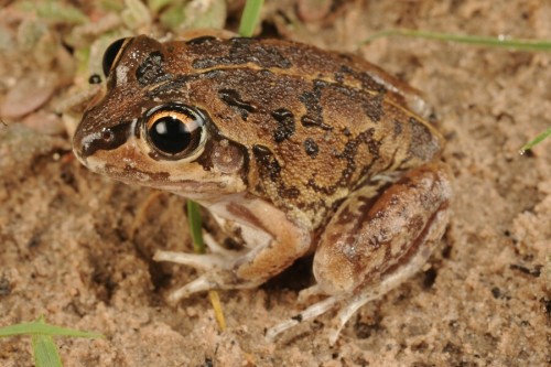 toadschooled: The short-footed frog [Cyclorana brevipes] is a small burrowing species native to east