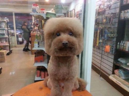 ultracutepets:  Taiwanese Dogs Are Getting Perfectly Square or Round Haircuts