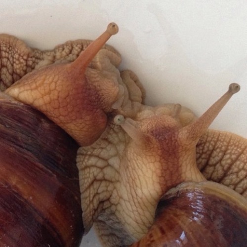 5oil - https - //instagram.com/p/BLsxOsPD5dL/your humping snails...