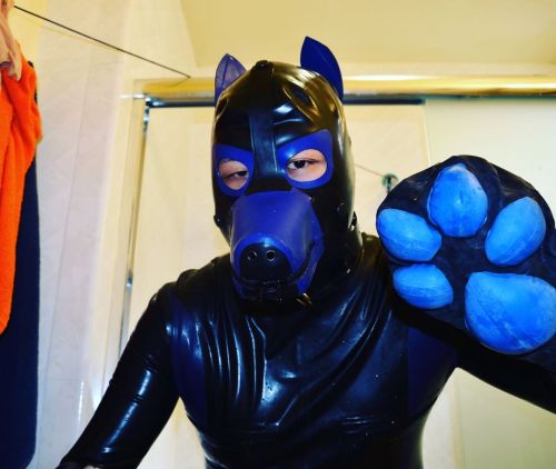 Flashback from 3/7/2016, my first rubber catsuit, rubber pup hood from wethotrubber, pup tail butt p