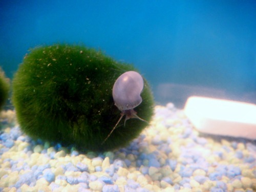lookatmysnails:Blue snail with the snails’ new calcium block - which releases calcium into the