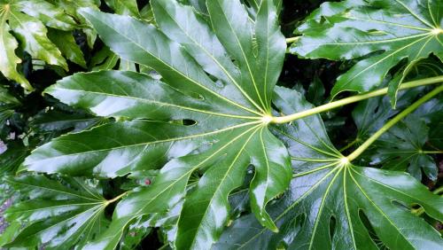 Fatsia.