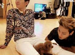 evolusionize:  the two hyungs dorks in SHINee…. 