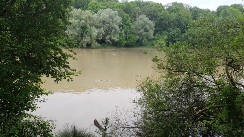 Greenish Pond (Saturday 5th June, 2021)