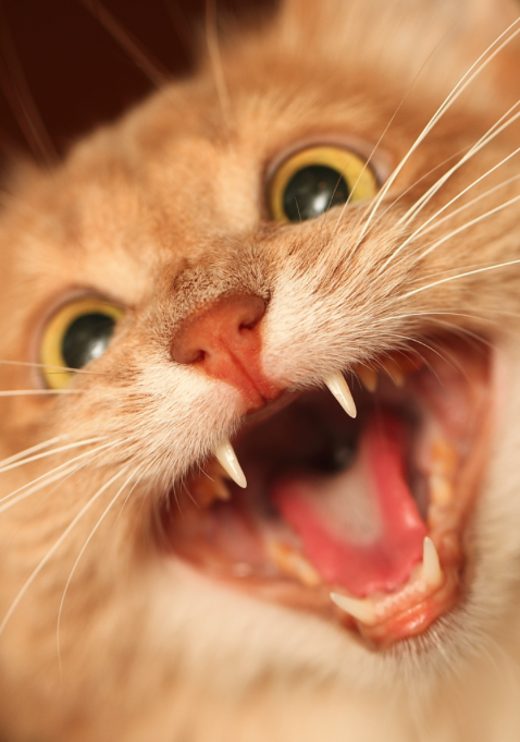 catsbeaversandducks:  Mocha is quite possibly the most photogenic cat ever. Photos by ©kawauso-papa 