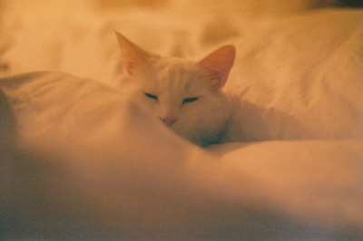 whisped:
“content cat by Mar Esc on Flickr.
”