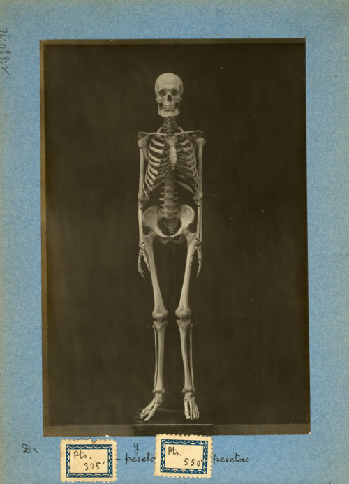 eastmanhouse:  Luis Soler Pujol (Spanish, 1873-1923) Human Skeleton, from the album Luis Soler 