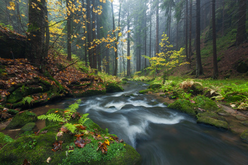 halls-of-nienna: Kirnitzsch by TobiasRichter