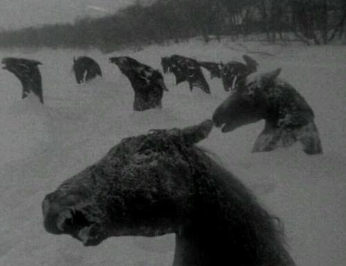 quirinus-iz-zaras-realm:Horses frozen to death in the heart of a blizzard *