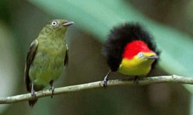 bookenthusiast-mermaidwannabe: commander-eagle:  how an introvert sees an extrovert